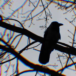 Canto Oscuro